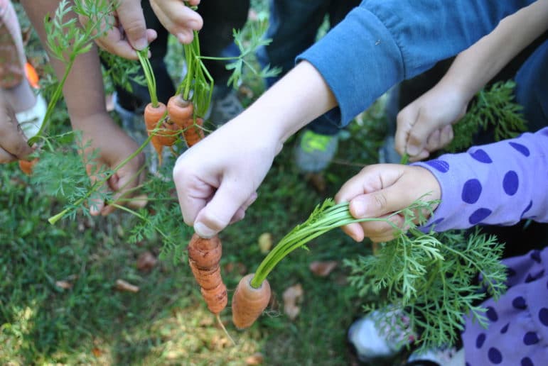 Kids' hands holding carrots they harvested