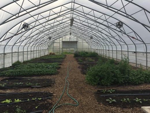 Vegetables grow in a hoop house on a farm in Detroit