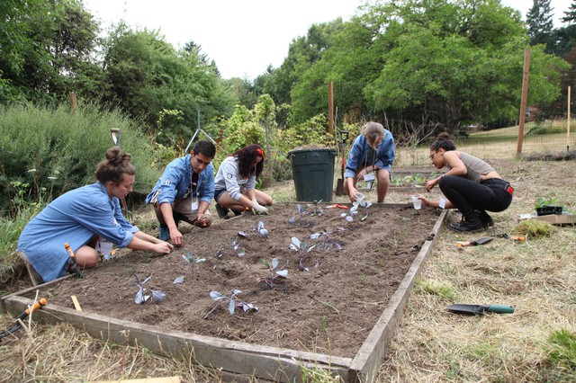 Service members plant cabbage and onions during FoodCorps training in Portland.