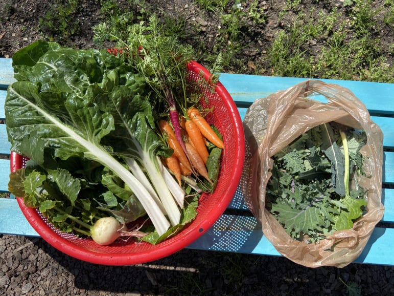 Vegetables harvested by Meggie Stewart for one family: watermelon radishes, Swiss chard, rainbow carrots, and kale