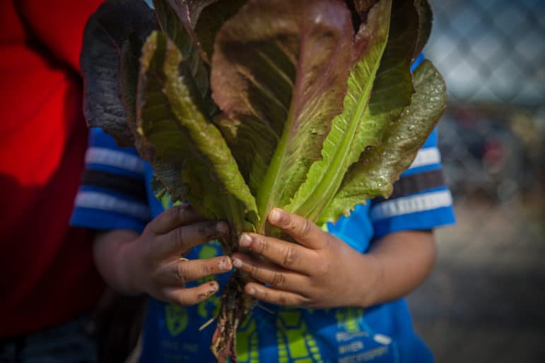 A child holding a bunch of greens in front of their face
