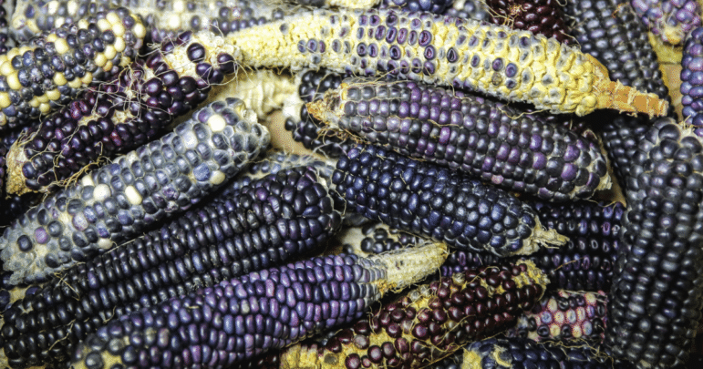 Purple corn native to Arizona