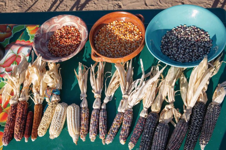 Students learn about a variety of corn types in the Magia de Maíz after-school program. Photo by Ro Li.