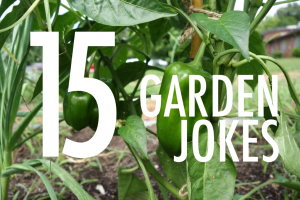 "15 Garden Jokes" written in white text over a photo of a leafy garden
