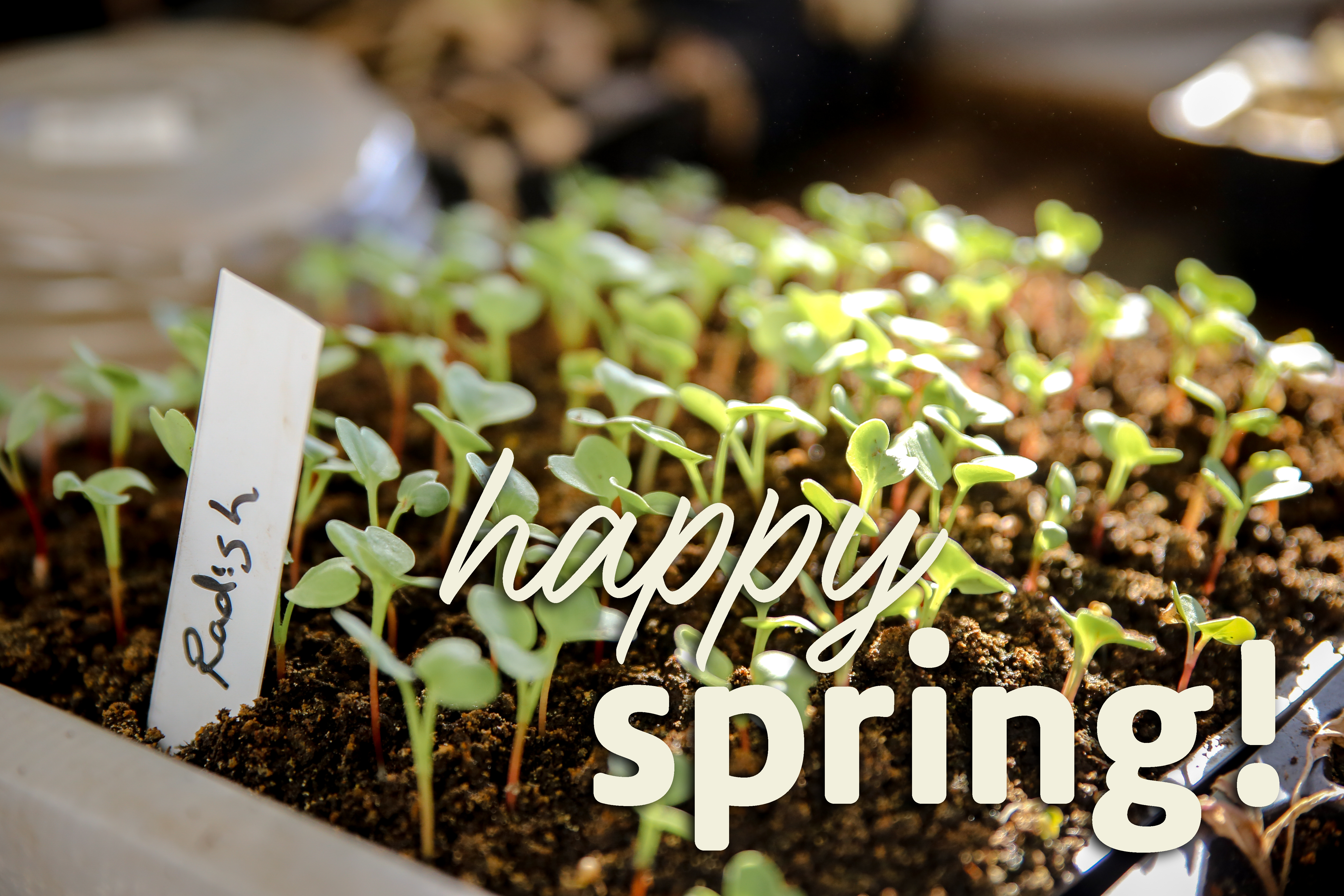 6 Signs of Spring in Schools