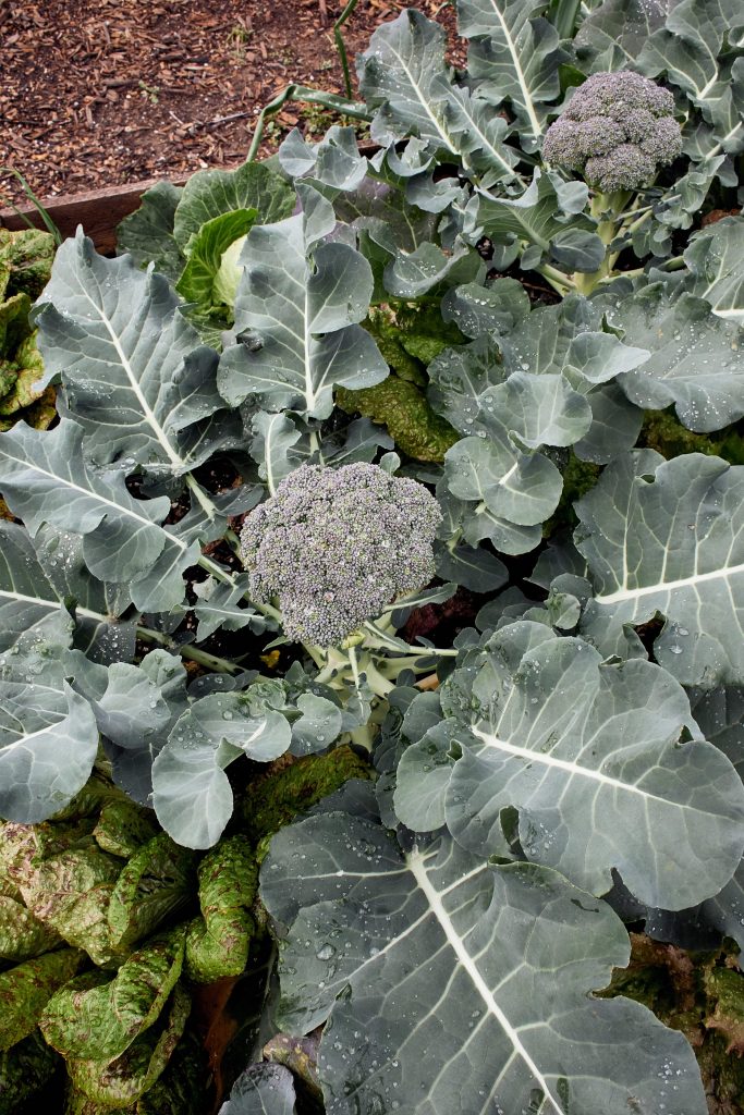 Grow Your Own Food with Tips from A School Garden Teacher