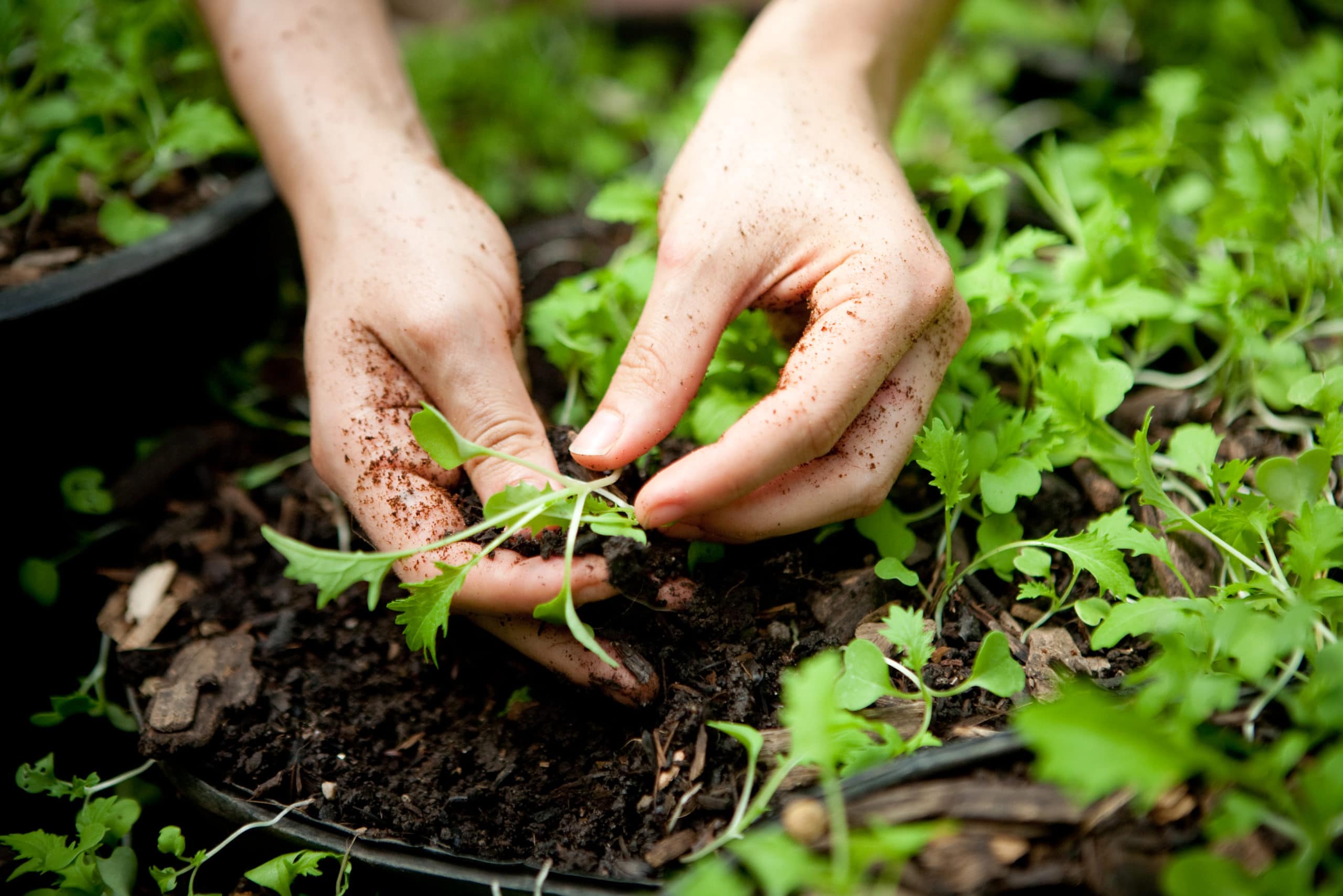What is the Kids Eat Local Act? And Other Food Policy Updates