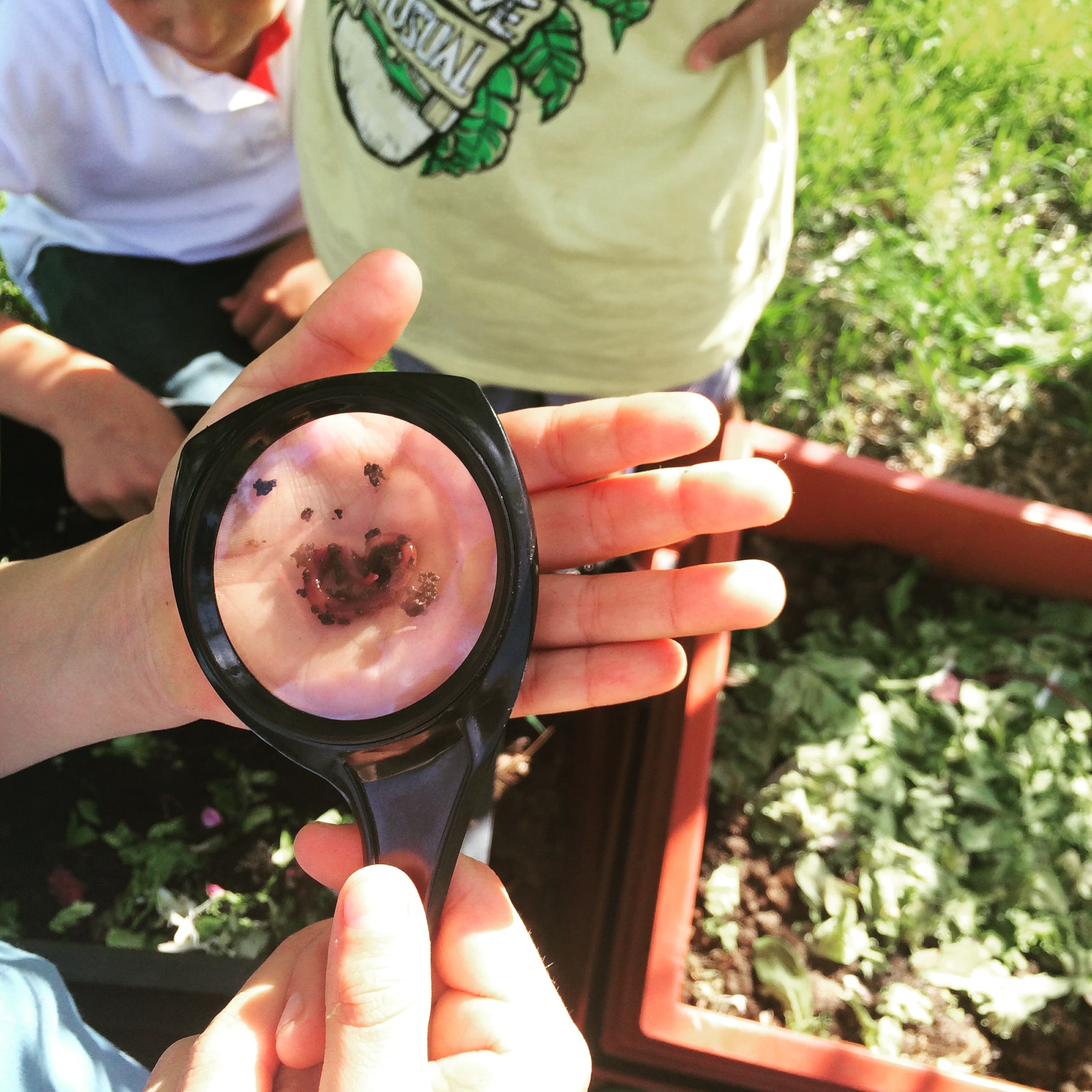 Worms Make Great Compost at Oakland Schools