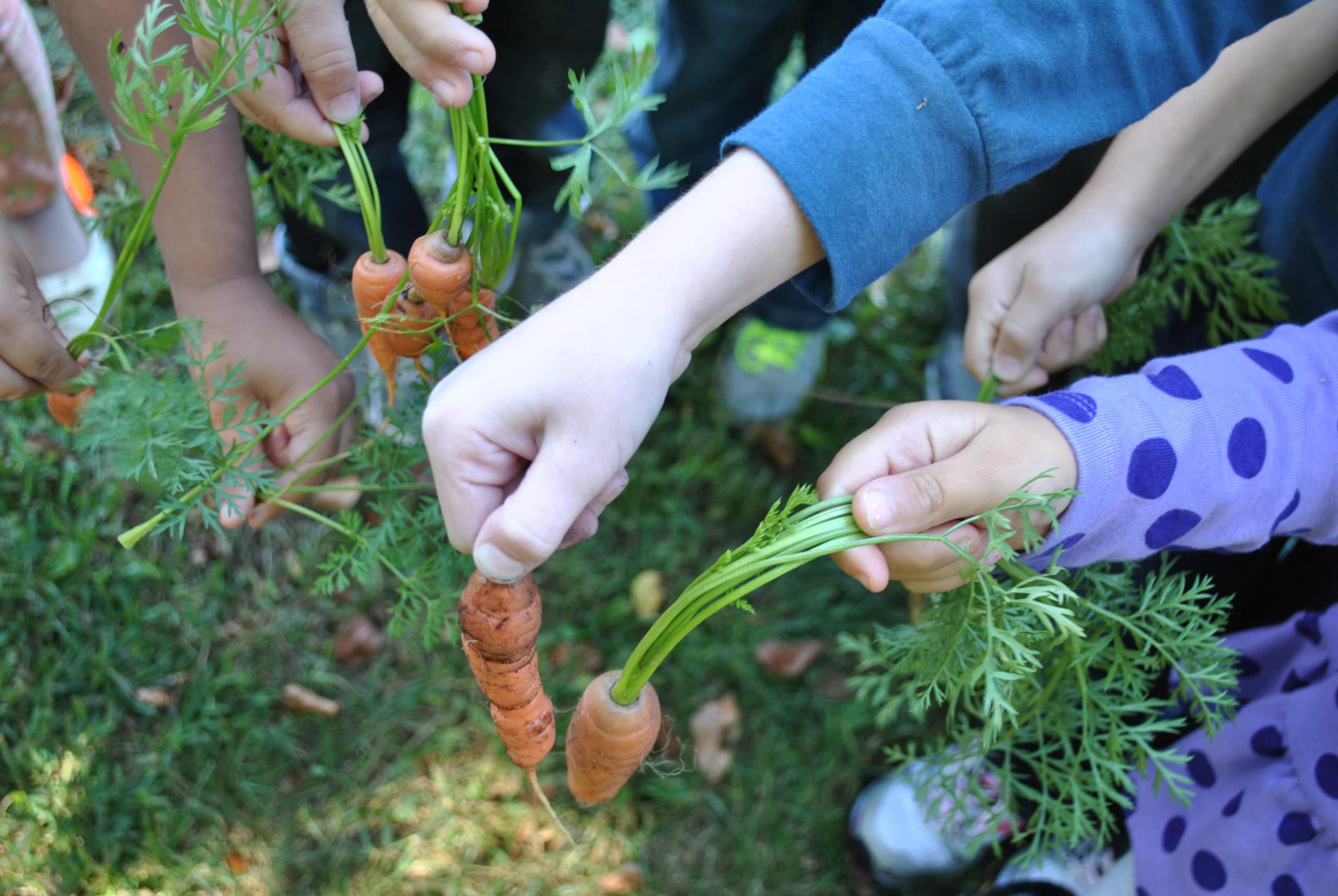 Planting Daffodils Builds a Bridge Between Two Schools