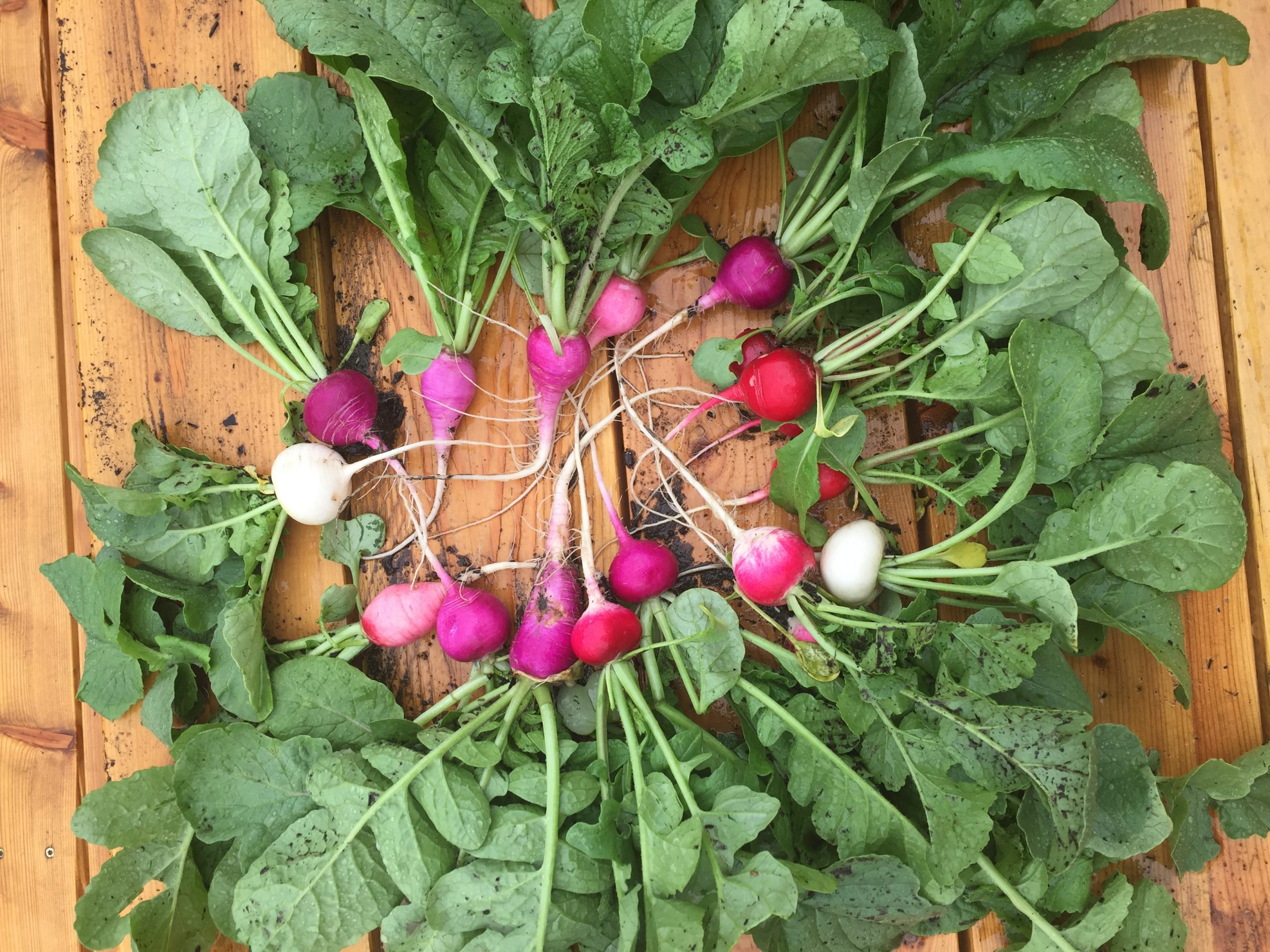 Growing Community: Looking back on two years of FoodCorps service in Kalispell