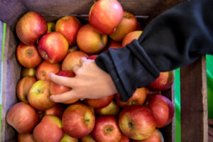 A hand reaches for an apple in a bin. A government shutdown would risk children's access to nourishing food like fruits and vegetables.