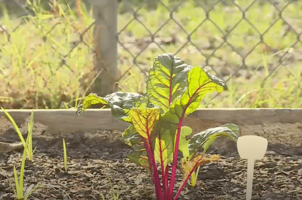 New Life Growing in Elementary School Garden Teaches Kids the Importance of Food