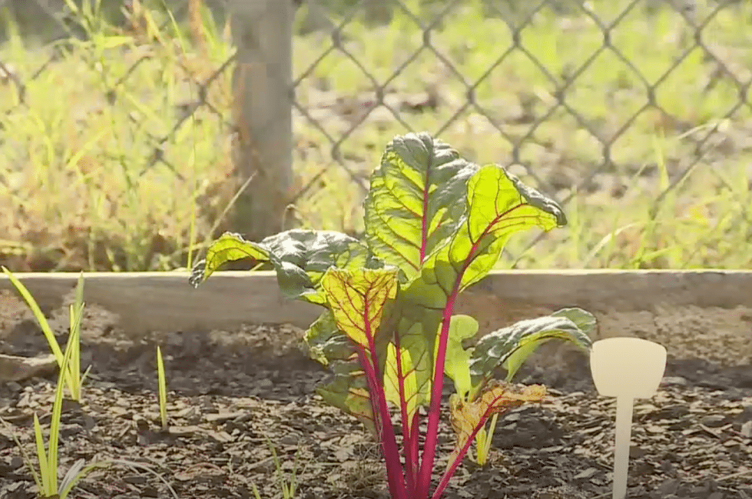 New Life Growing in Elementary School Garden Teaches Kids the Importance of Food