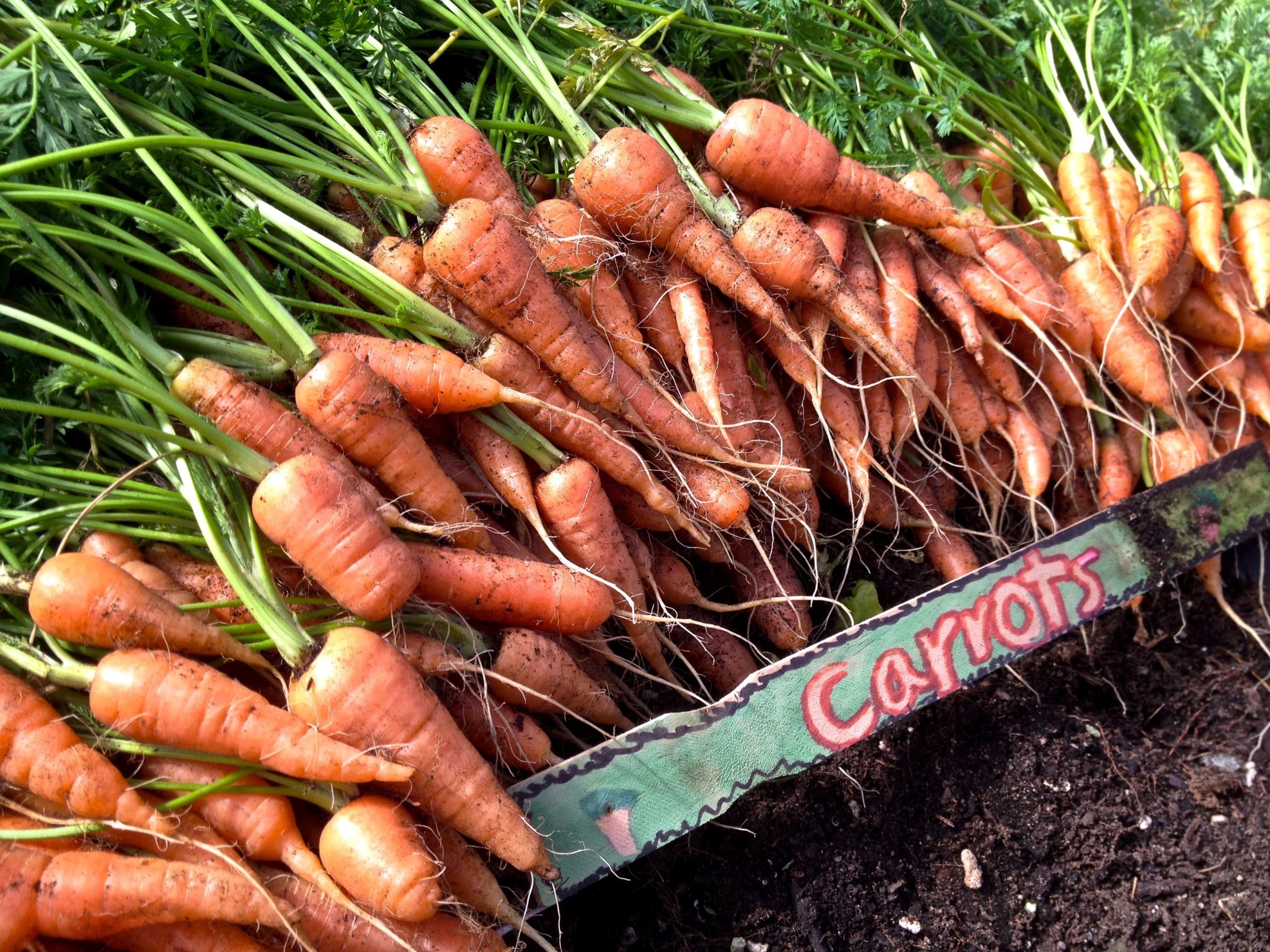 carrots-scaled