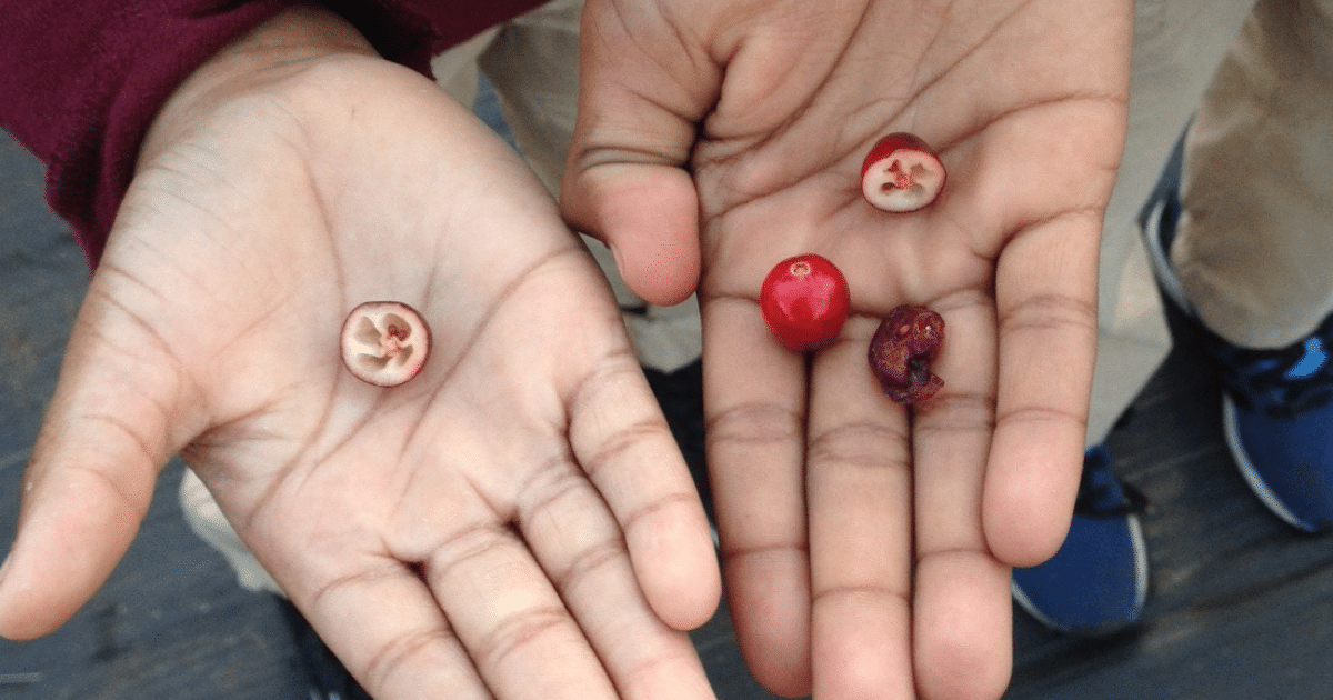 Two outstretched hands, each holding cranberries in the palm. Cranberry has a history as a staple food source in many Indigenous communities.