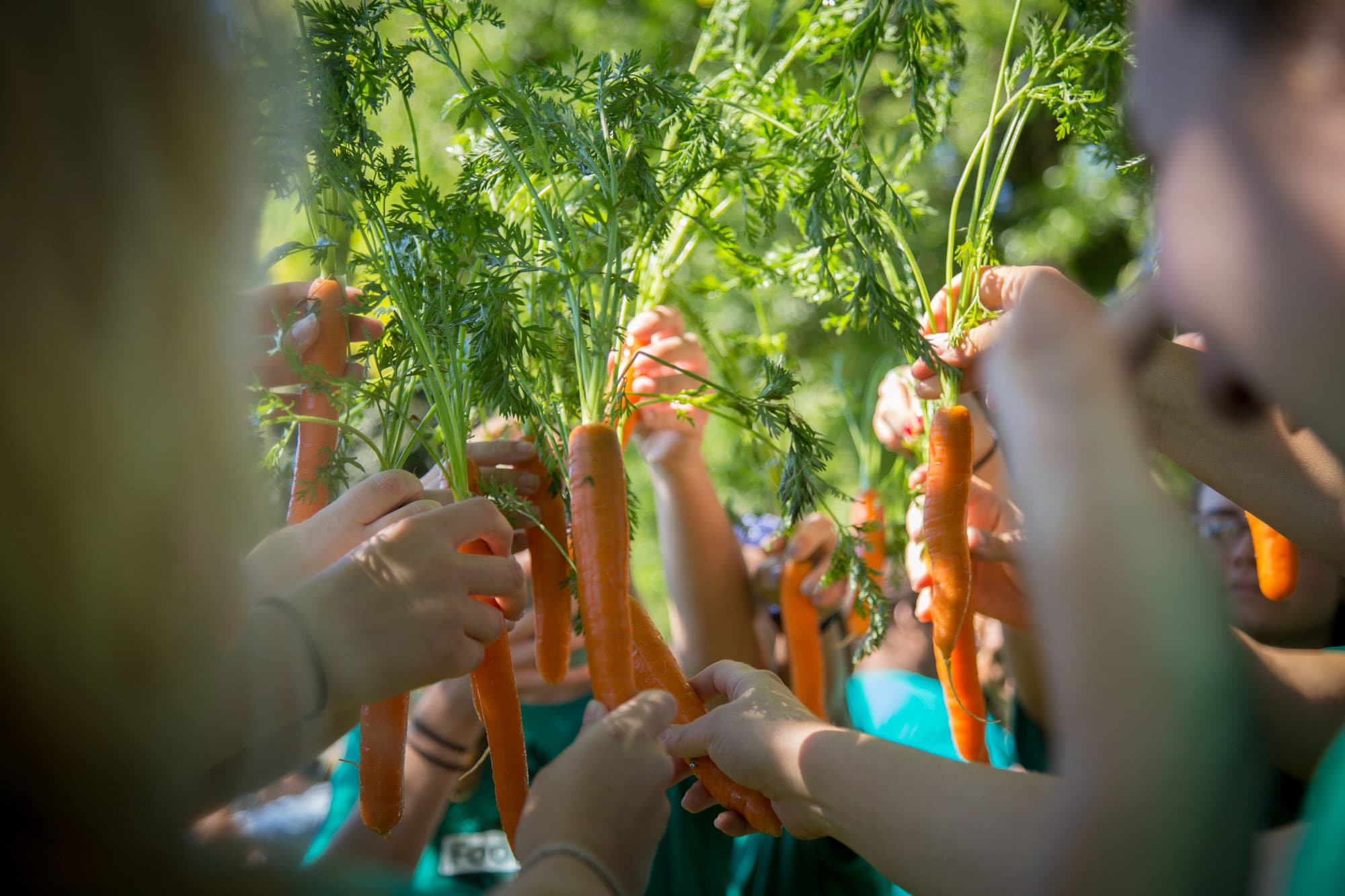 A series of hands, comprising many races and some in focus with some blurred, hold up carrots in a "toast."