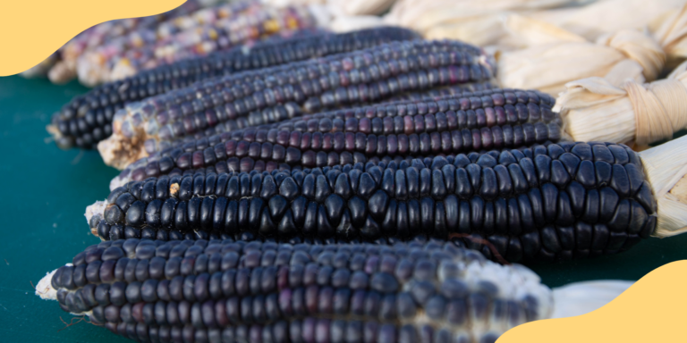 Different varieties of corn are laid out in preparation for a lesson. Incorporating the Indigenous tradition of food as medicine is a key way to expand students' minds and palates.