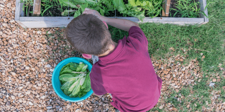 A student harvests crops from a raised bed. Winterize your garden by removing the last of any annual crops, which need to be planted fresh each year.