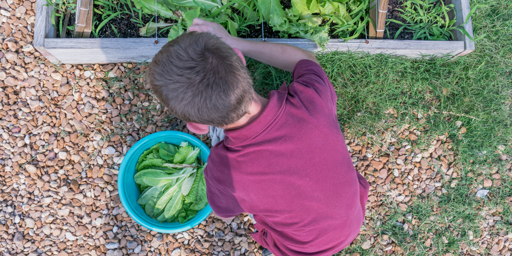 A student harvests crops from a raised bed. Winterize your garden by removing the last of any annual crops, which need to be planted fresh each year.