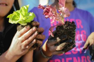 Two students hold small lettuce plants in soil in their hands, connecting food in school to the environment