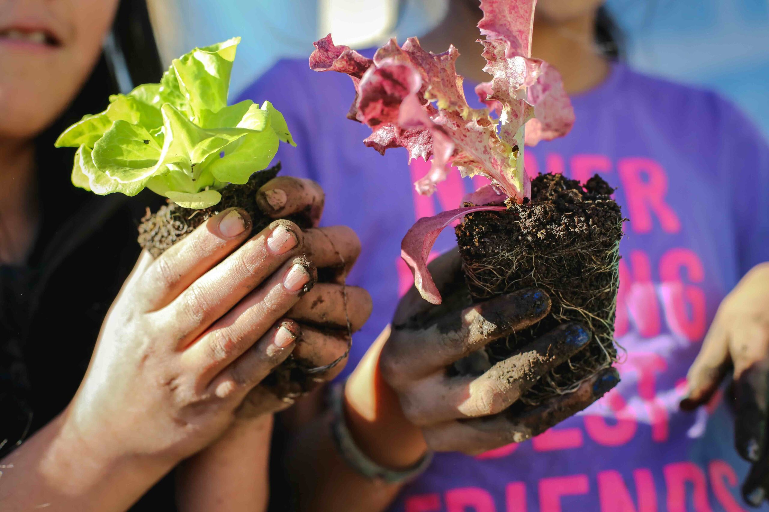 Two students hold small lettuce plants in soil in their hands, connecting food in school to the environment